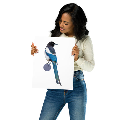 Black-Billed Magpie Matte Poster