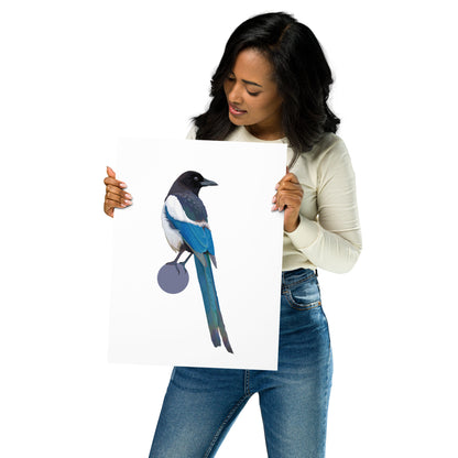 Black-Billed Magpie Matte Poster