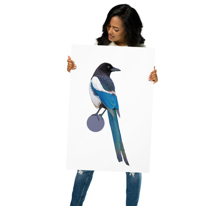 Black-Billed Magpie Matte Poster