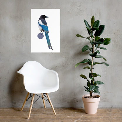 Black-Billed Magpie Matte Poster