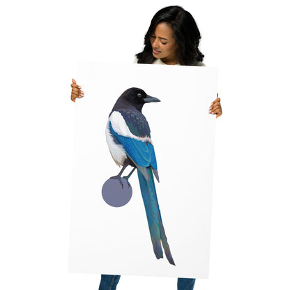 Black-Billed Magpie Matte Poster