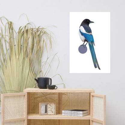 Black-Billed Magpie Matte Poster