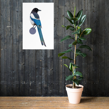 Black-Billed Magpie Matte Poster